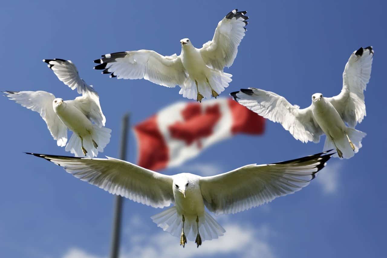 Kanada- kraj, który dba należycie o szczelność własnych granic